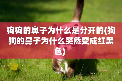 狗狗的鼻子為什么是分開的(狗狗的鼻子為什么突然變成紅黑色) 