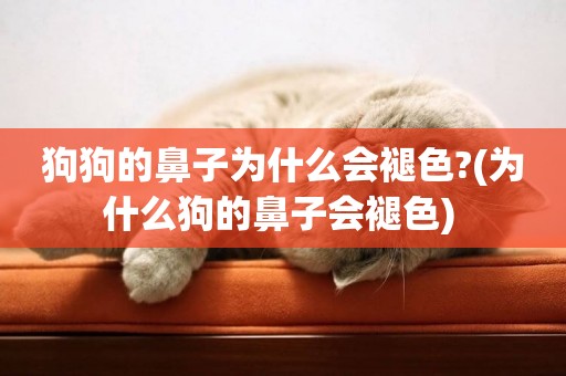 狗狗的鼻子為什么會褪色?(為什么狗的鼻子會褪色) 