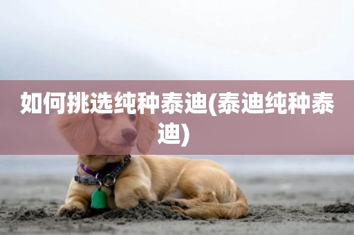 如何挑選純種泰迪(泰迪純種泰迪) 
