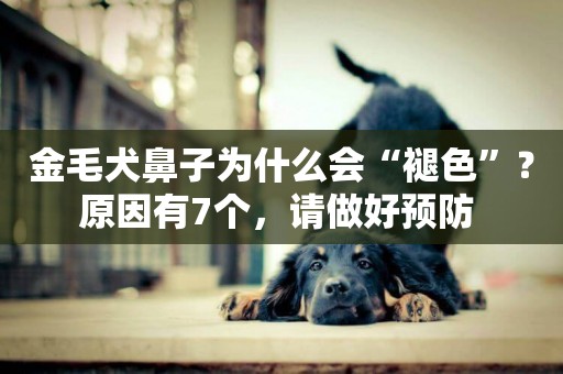 金毛犬鼻子為什么會“褪色”？原因有7個，請做好預防 
