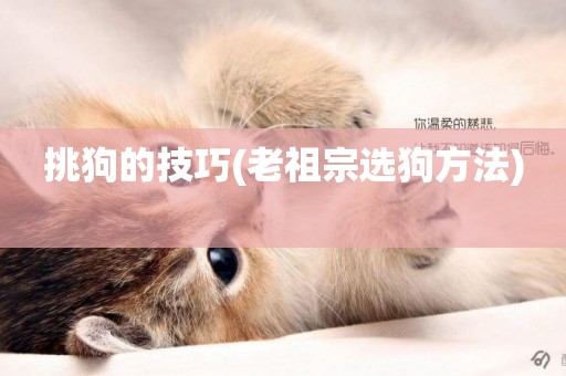 挑狗的技巧(老祖宗選狗方法) 