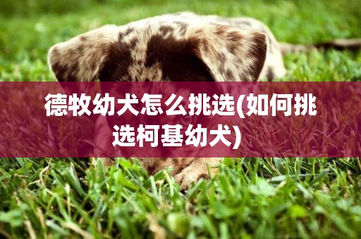 德牧幼犬怎么挑選(如何挑選柯基幼犬) 