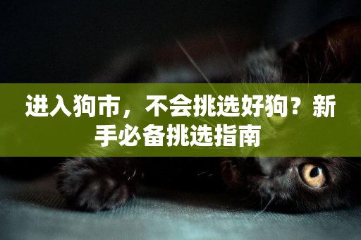 進入狗市，不會挑選好狗？新手必備挑選指南 