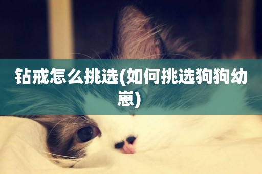 鉆戒怎么挑選(如何挑選狗狗幼崽) 