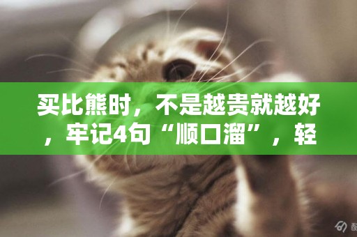 買比熊時，不是越貴就越好，牢記4句“順口溜”，輕松挑到好狗狗 