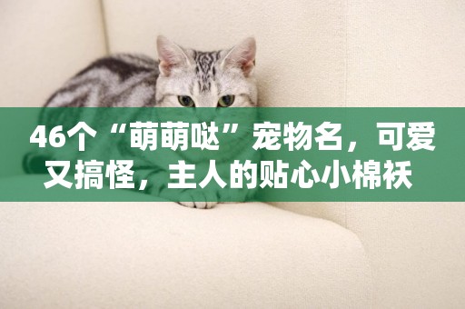 46個“萌萌噠”寵物名，可愛又搞怪，主人的貼心小棉襖 