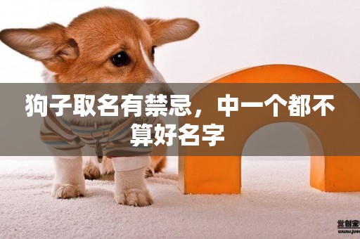 狗子取名有禁忌，中一個都不算好名字 