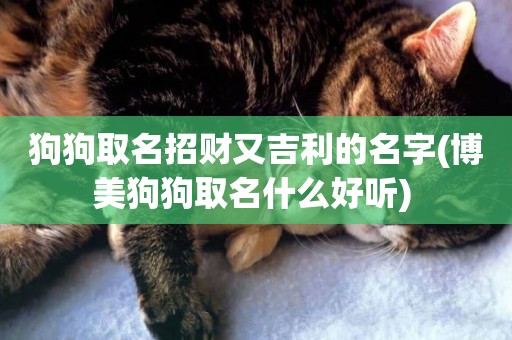 狗狗取名招財又吉利的名字(博美狗狗取名什么好聽) 