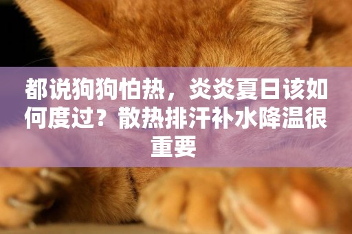 都說狗狗怕熱，炎炎夏日該如何度過？散熱排汗補水降溫很重要 