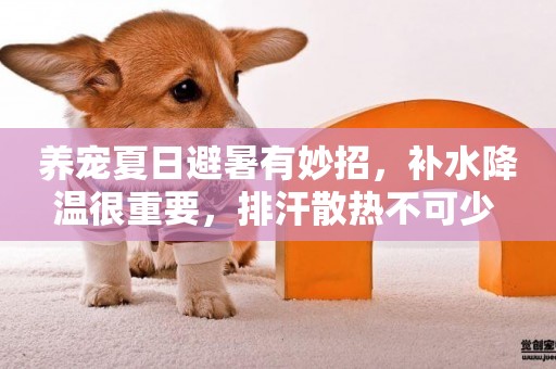 養寵夏日避暑有妙招，補水降溫很重要，排汗散熱不可少 