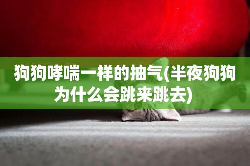 狗狗哮喘一樣的抽氣(半夜狗狗為什么會跳來跳去) 