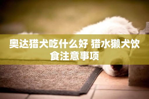 奧達獵犬吃什么好 獵水獺犬飲食注意事項