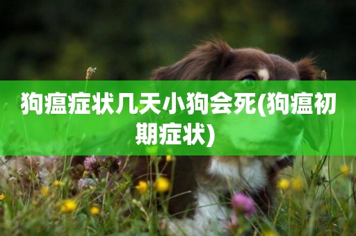 狗瘟癥狀幾天小狗會死(狗瘟初期癥狀) 