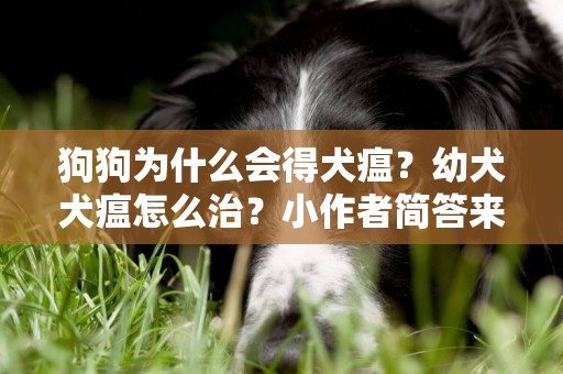 狗狗為什么會得犬瘟？幼犬犬瘟怎么治？小作者簡答來了 