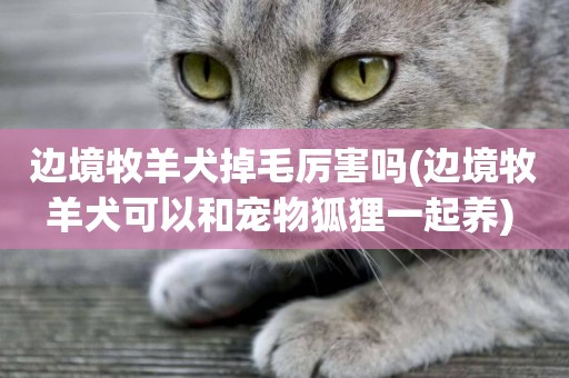 邊境牧羊犬掉毛厲害嗎(邊境牧羊犬可以和寵物狐貍一起養) 