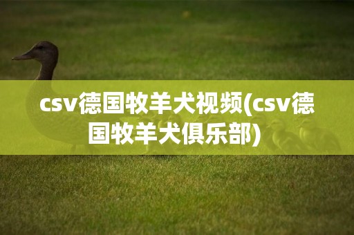 csv德國牧羊犬視頻(csv德國牧羊犬俱樂部) 