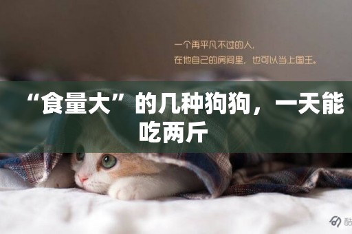 “食量大”的幾種狗狗，一天能吃兩斤 