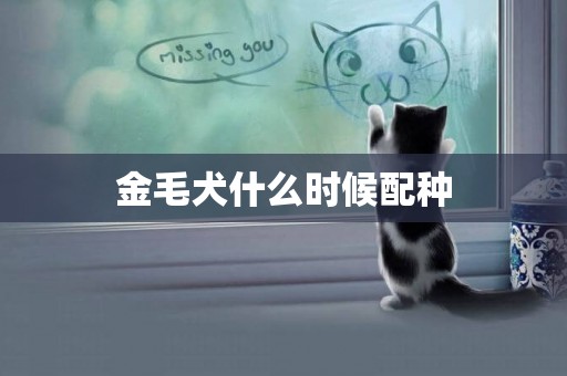 金毛犬什么時候配種