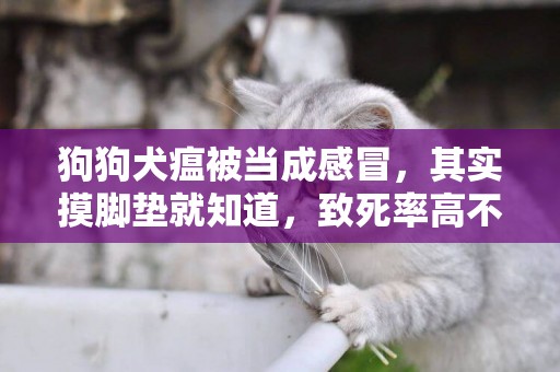 狗狗犬瘟被當成感冒，其實摸腳墊就知道，致死率高不容忽視！ 