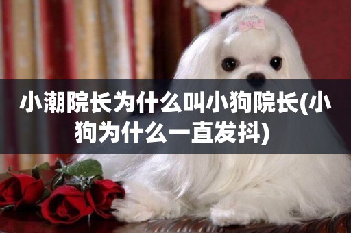 小潮院長為什么叫小狗院長(小狗為什么一直發抖) 