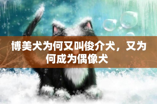 博美犬為何又叫俊介犬，又為何成為偶像犬 