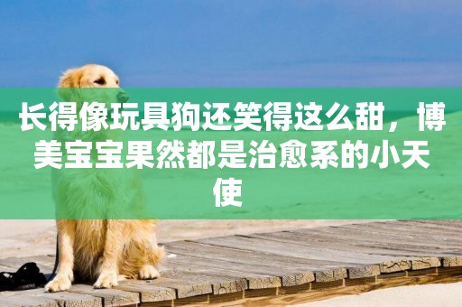 長得像玩具狗還笑得這么甜，博美寶寶果然都是治愈系的小天使 