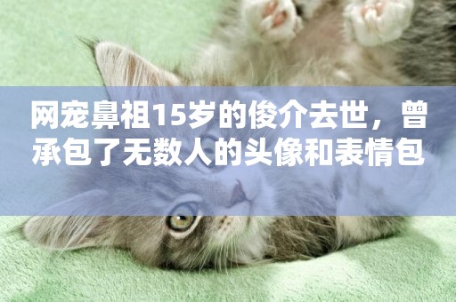 網寵鼻祖15歲的俊介去世，曾承包了無數人的頭像和表情包 