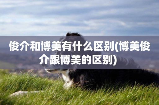 俊介和博美有什么區別(博美俊介跟博美的區別) 