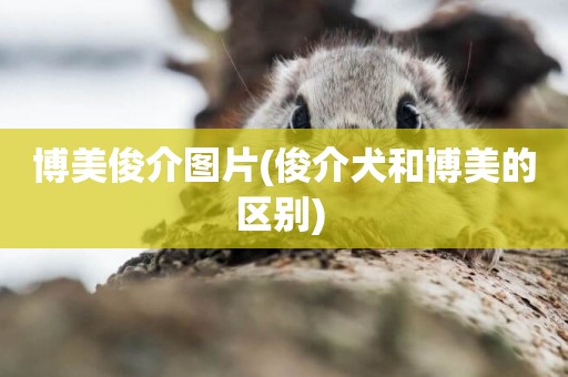 博美俊介圖片(俊介犬和博美的區別) 