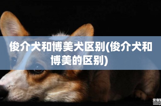 俊介犬和博美犬區別(俊介犬和博美的區別) 