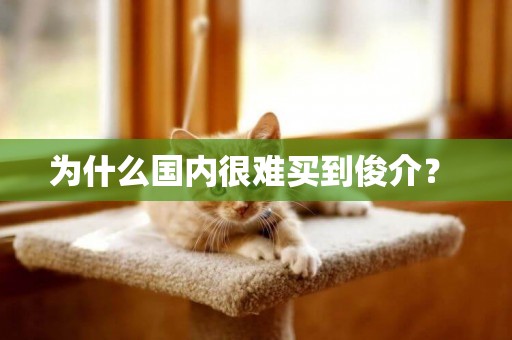 為什么國內很難買到俊介？ 