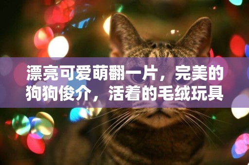 漂亮可愛萌翻一片，完美的狗狗俊介，活著的毛絨玩具博美犬 