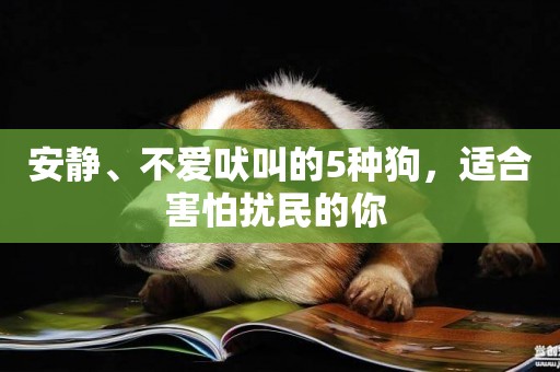 安靜、不愛吠叫的5種狗，適合害怕擾民的你 