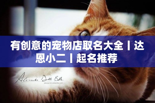 有創意的寵物店取名大全丨達恩小二丨起名推薦 
