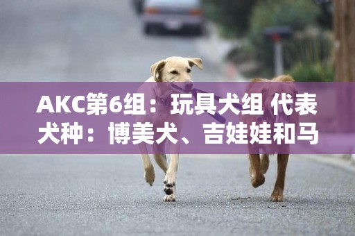 AKC第6組：玩具犬組 代表犬種：博美犬、吉娃娃和馬爾濟斯 