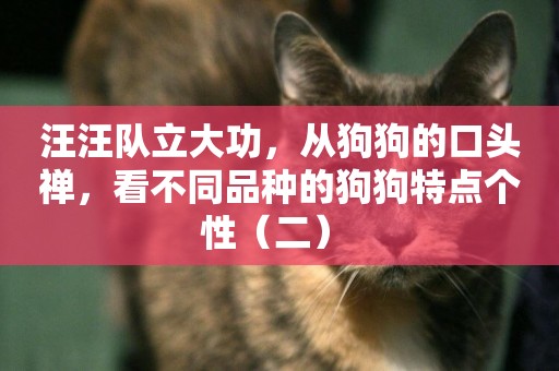 汪汪隊立大功，從狗狗的口頭禪，看不同品種的狗狗特點個性（二） 