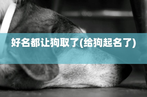 好名都讓狗取了(給狗起名了) 