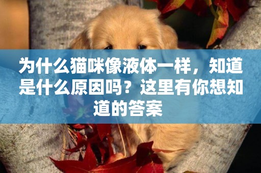 為什么貓咪像液體一樣，知道是什么原因嗎？這里有你想知道的答案 