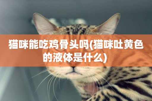 貓咪能吃雞骨頭嗎(貓咪吐黃色的液體是什么) 