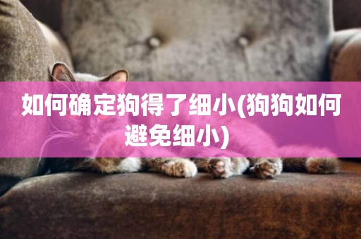 如何確定狗得了細小(狗狗如何避免細小) 