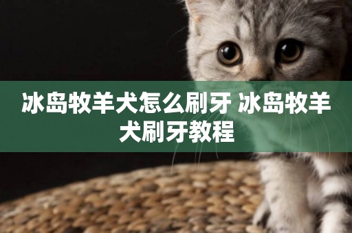 冰島牧羊犬怎么刷牙 冰島牧羊犬刷牙教程
