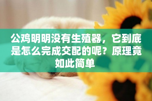 公雞明明沒有生殖器，它到底是怎么完成交配的呢？原理竟如此簡單 