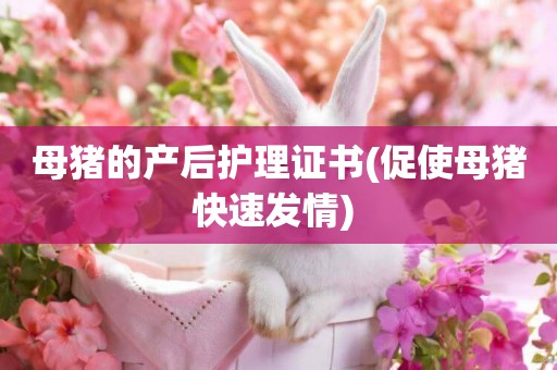 母豬的產后護理證書(促使母豬快速發情) 