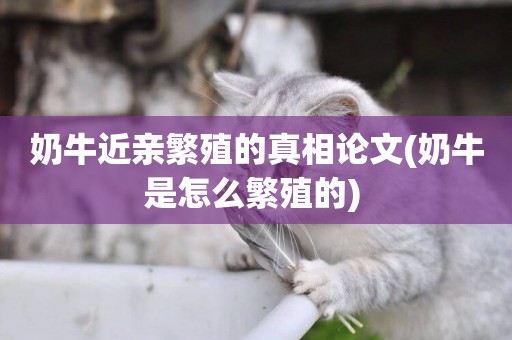 奶牛近親繁殖的真相論文(奶牛是怎么繁殖的) 