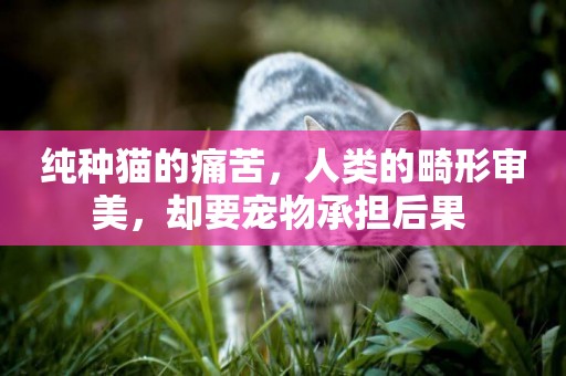 純種貓的痛苦，人類的畸形審美，卻要寵物承擔后果 
