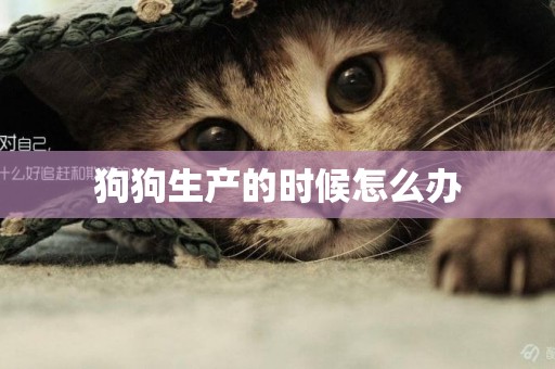 狗狗生產的時候怎么辦