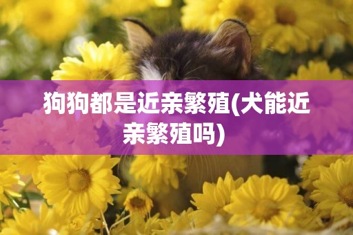 狗狗都是近親繁殖(犬能近親繁殖嗎) 