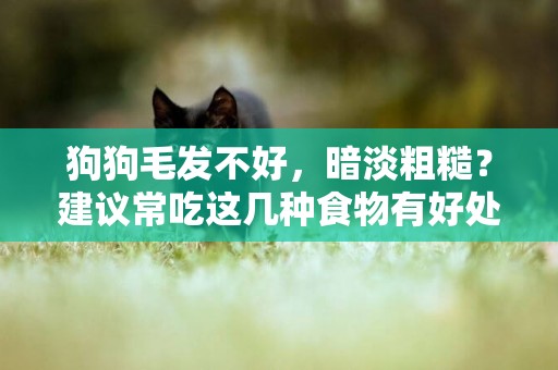 狗狗毛發不好，暗淡粗糙？建議常吃這幾種食物有好處 