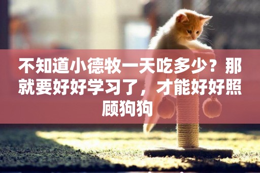 不知道小德牧一天吃多少？那就要好好學習了，才能好好照顧狗狗 