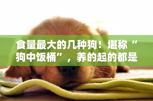 食量最大的幾種狗！堪稱“狗中飯桶”，養的起的都是有錢人 